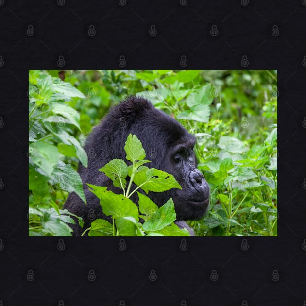 Wild Silverback Gorilla from Bwindi National Park, Uganda by SafariByMarisa